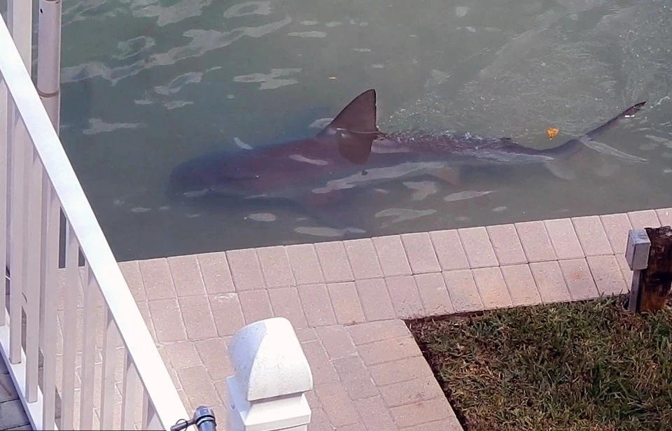 Απίστευτο! Καρχαρίας σουλατσάρει στις… αυλές των σπιτιών (βίντεο)